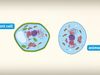 How Are Plant Cells Different from Animal Cells?